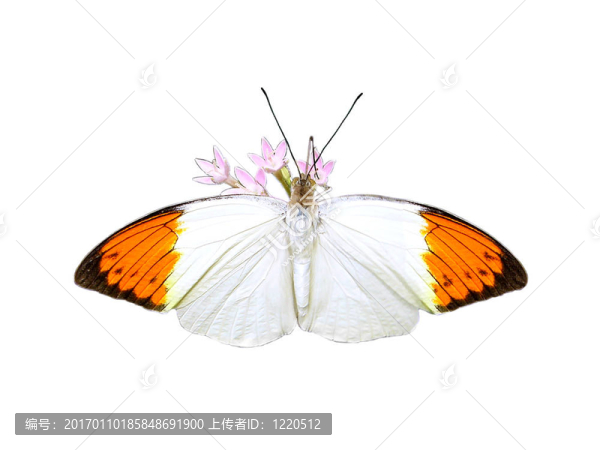 孤立的蝴蝶