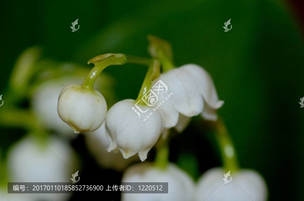 山谷的百合花