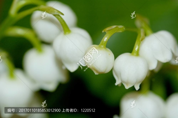 山谷的百合花