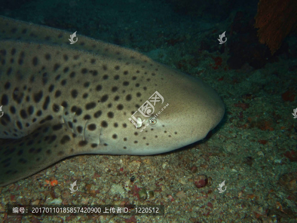 關(guān)閉豹鯊-匯圖網(wǎng) www.fosd68.com 關(guān)閉豹鯊