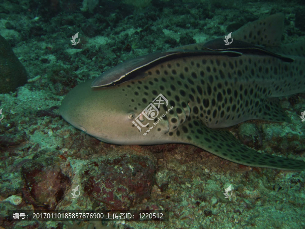 宏豹鯊-匯圖網(wǎng) www.fosd68.com 宏豹鯊