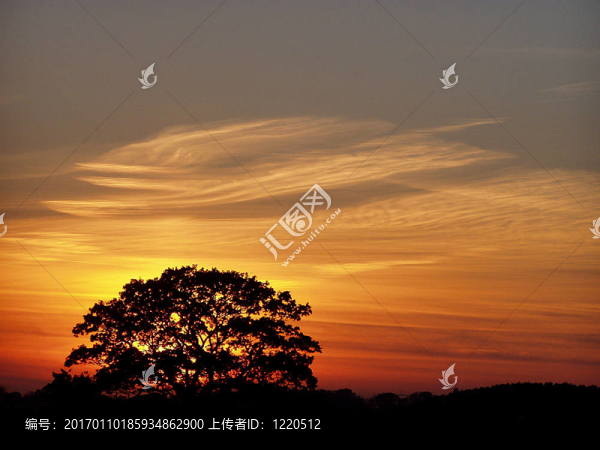 樹(shù)在日落-匯圖網(wǎng) www.fosd68.com 樹(shù)在日落