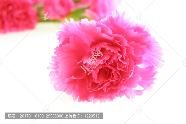 粉紅色的康乃馨