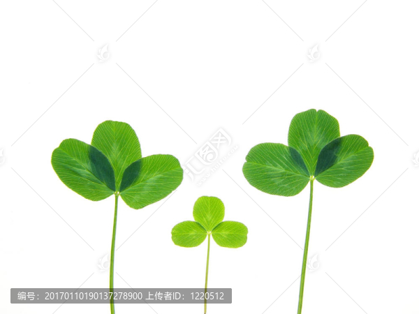 綠色的三葉草
