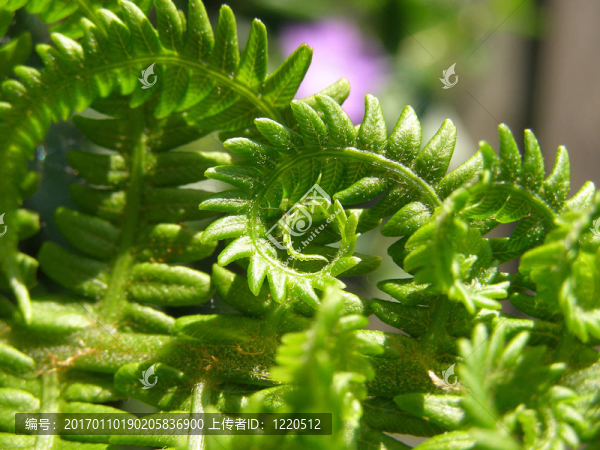 蕨類植物