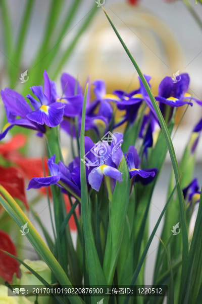 鳶尾花