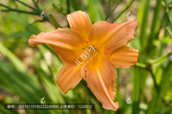 桃黃花菜