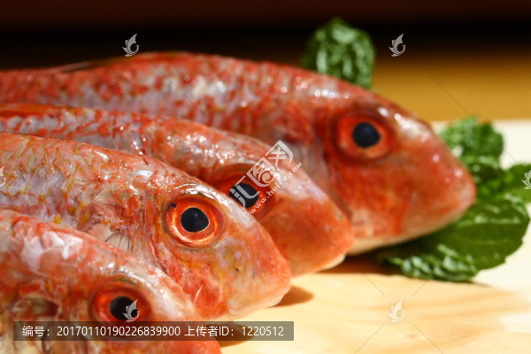 紅鯔魚(yú)