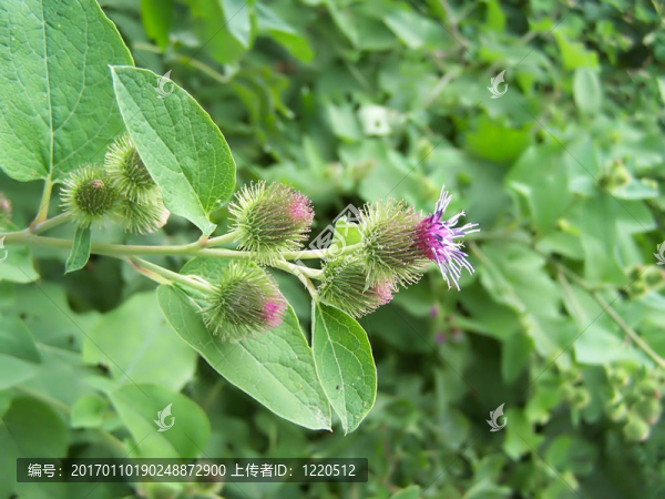 薊