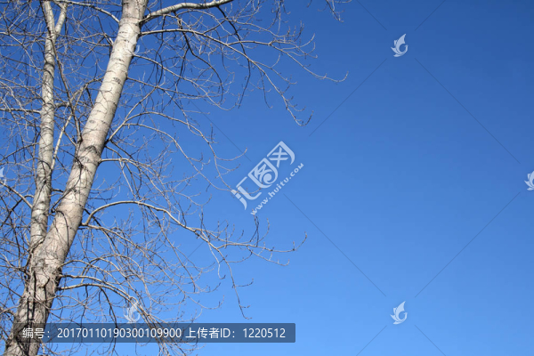春天的樹和藍(lán)色的天空
