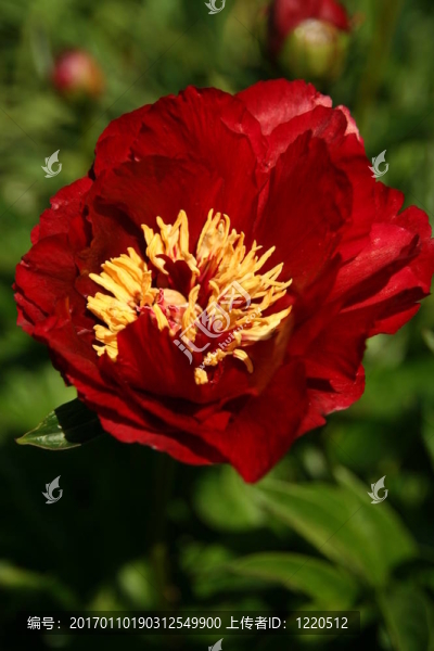 漆鎮(zhèn)紅