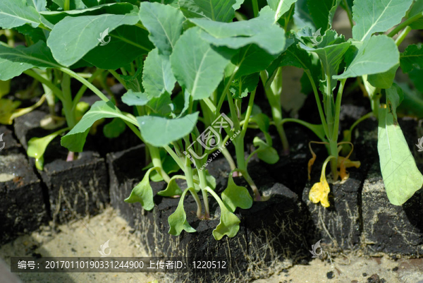 花椰菜幼苗
