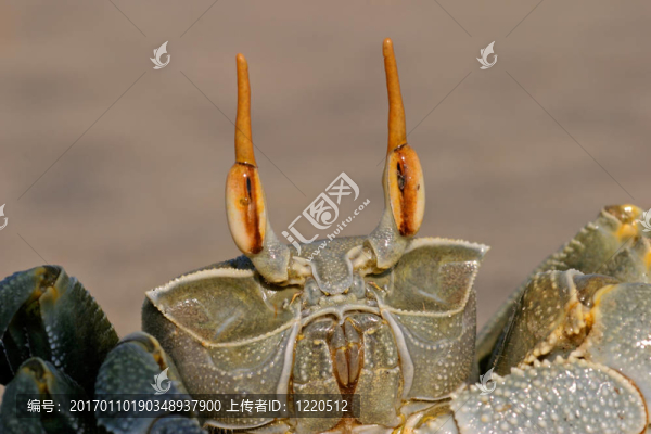 鬼蟹