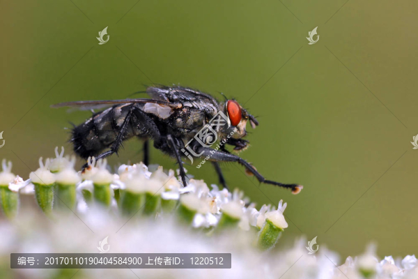 在白色的花上飛翔