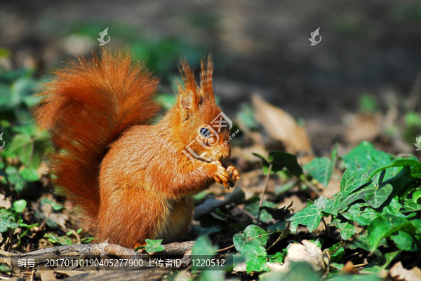 常春藤中的松鼠
