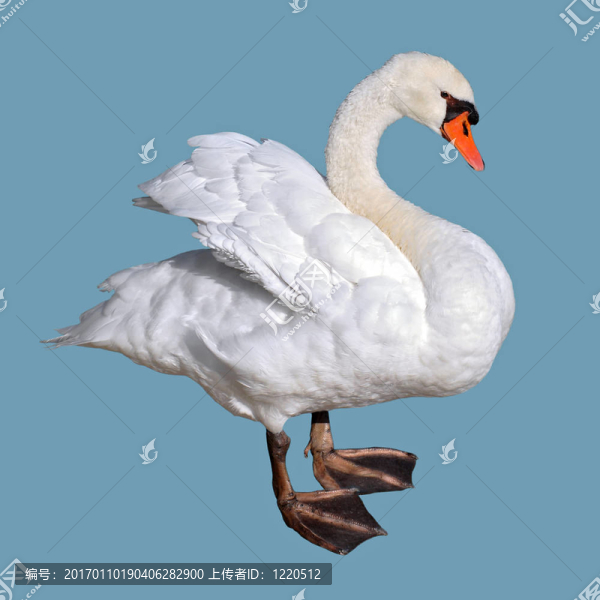 孤立的天鵝站