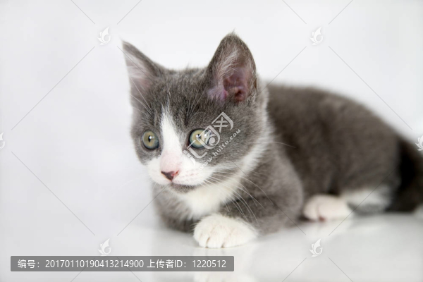 漂亮的小貓