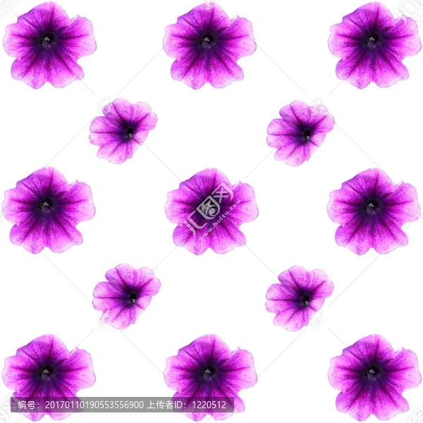 春天背景的牽牛花