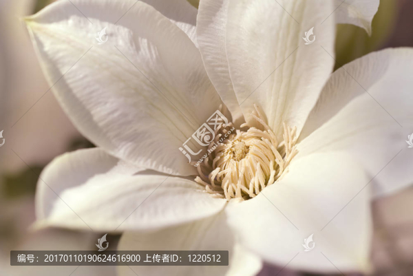 美麗的花