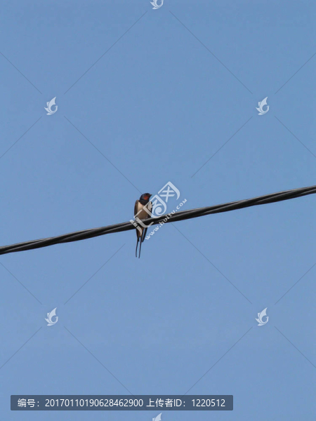 電線上的鳥