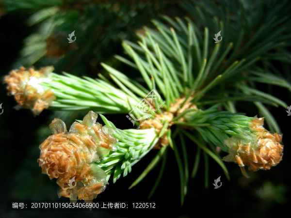 開花的松樹