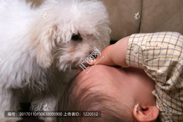 狗給寶寶的吻