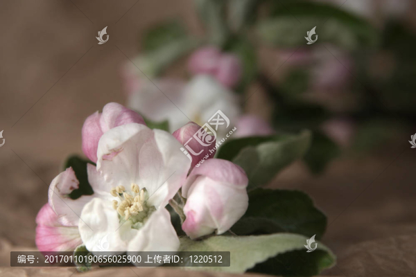 蘋果樹的花