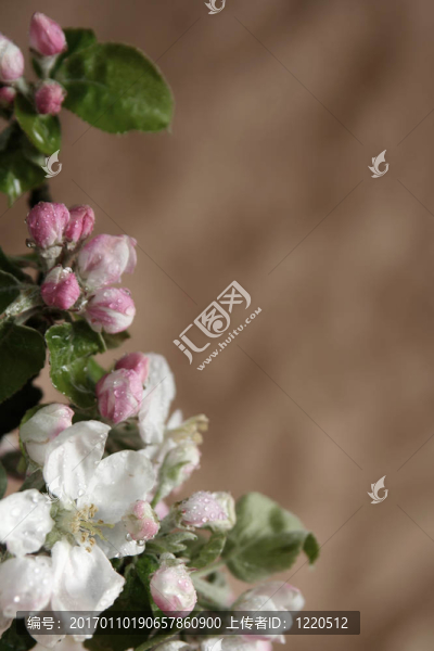 蘋果樹的花