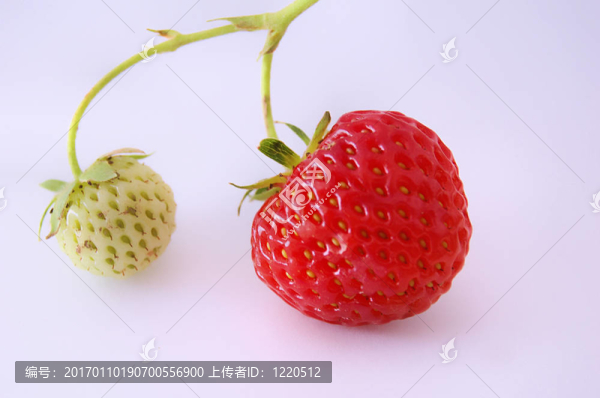 草莓