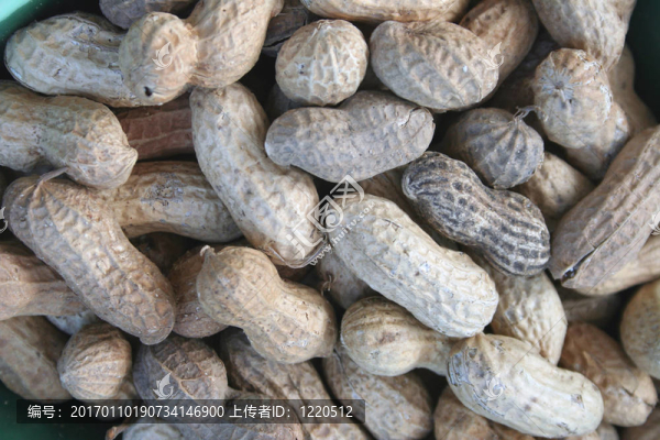 花生殼-匯圖網(wǎng) www.fosd68.com 花生殼