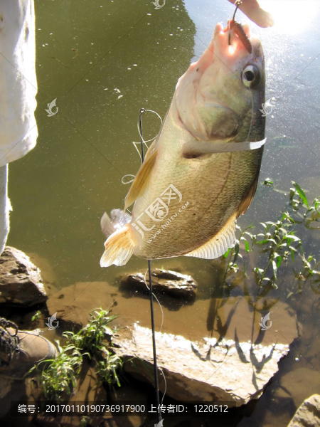 鼓魚2