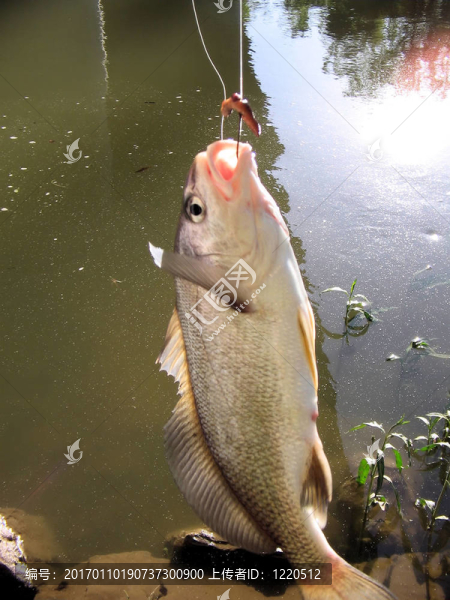鼓魚3