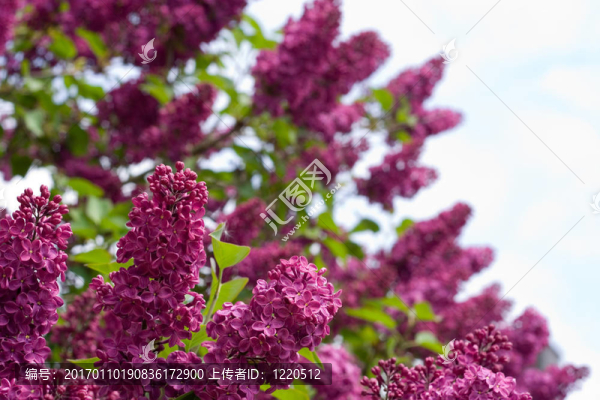 丁香花