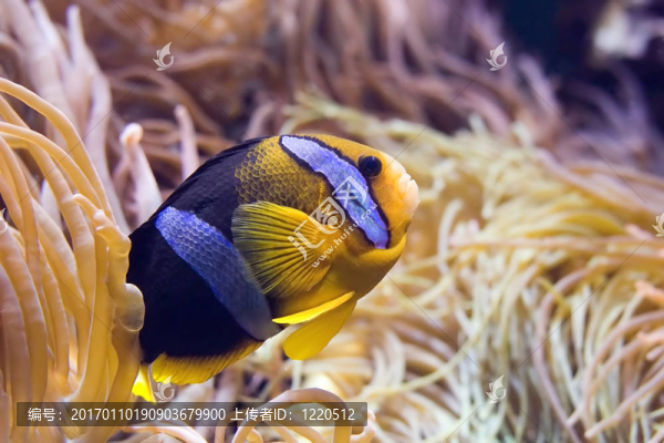 螯蝦的小丑魚