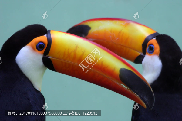 兩個(gè)色彩斑斕的巨嘴鳥(niǎo)