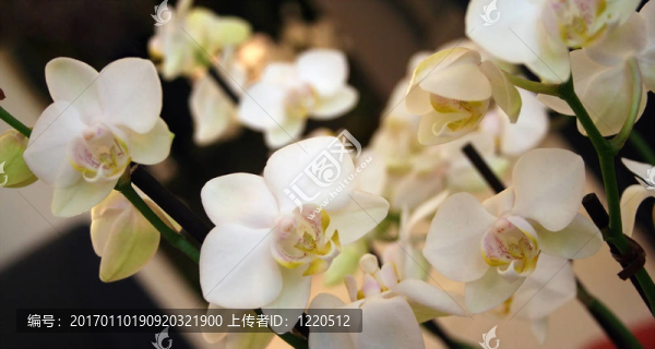白蘭花
