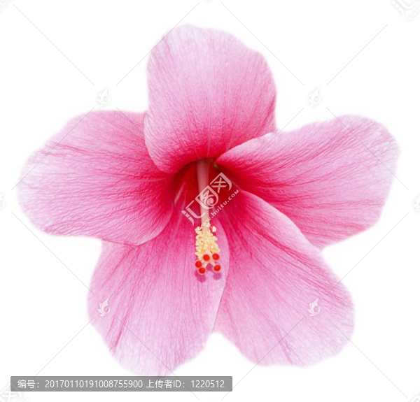 木槿花