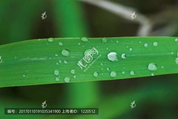 滴
