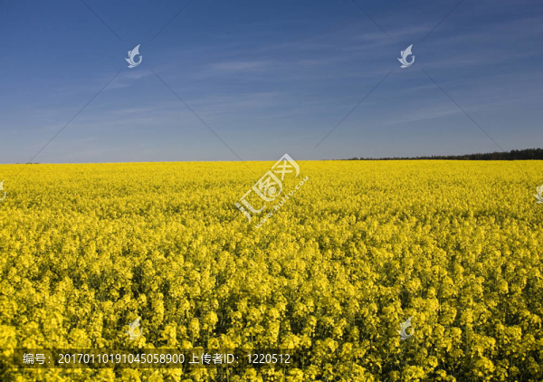 強(qiáng)奸-匯圖網(wǎng) www.fosd68.com 強(qiáng)奸