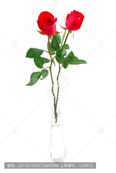 玫瑰-匯圖網(wǎng) www.fosd68.com 玫瑰