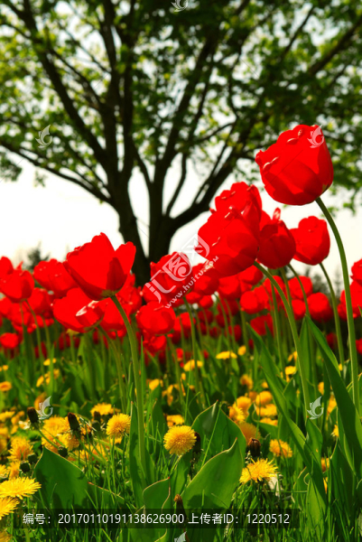郁金香花田