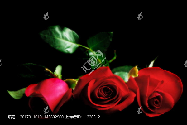 在黑玫瑰