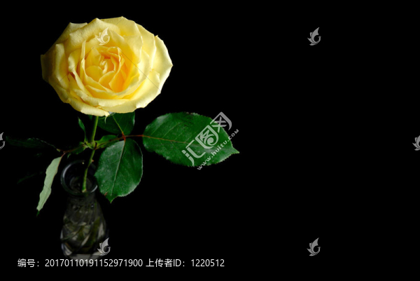 黃玫瑰