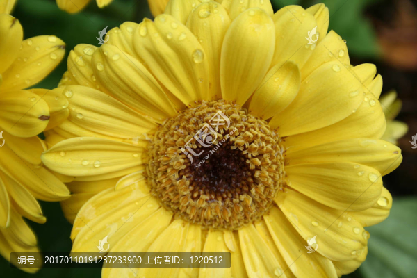 黃色的花