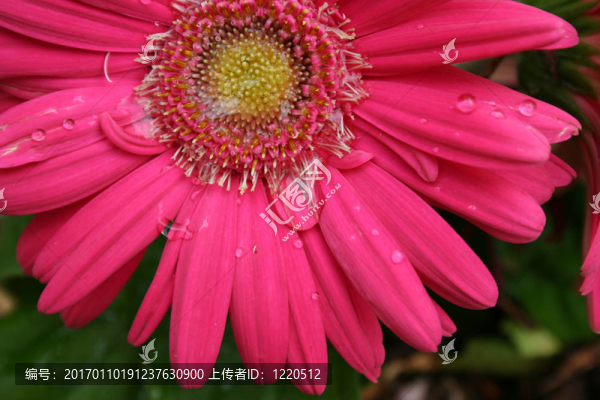 水滴PinkFlower