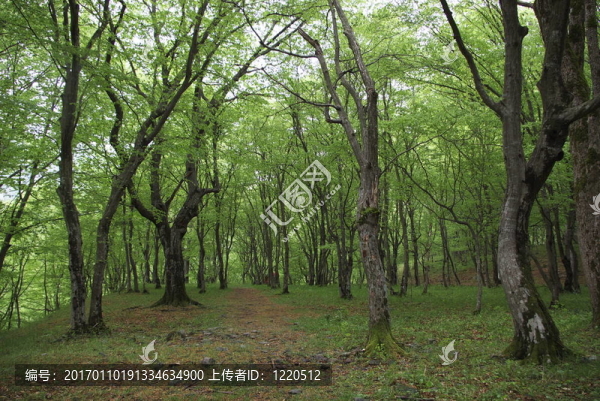 生態(tài)步道