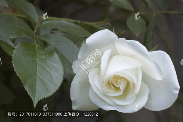 白玫瑰
