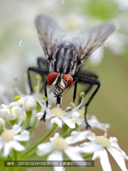 在白色的花上飛翔