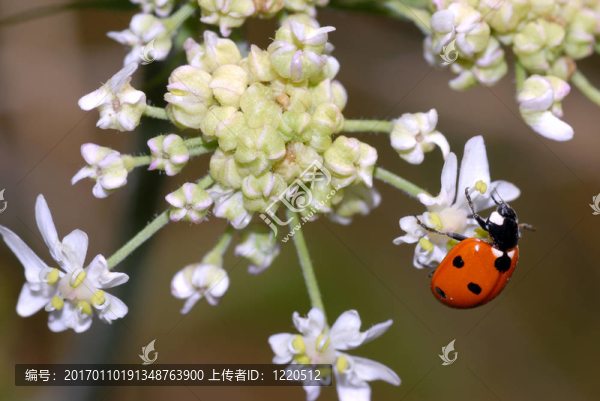 白色的花瓢蟲