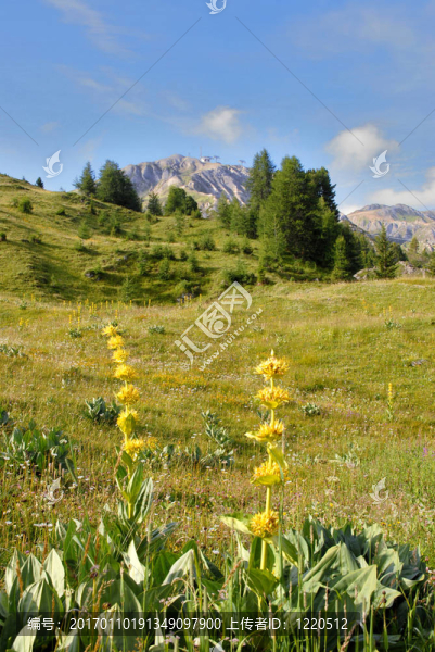 這個(gè)阿爾卑斯山的山